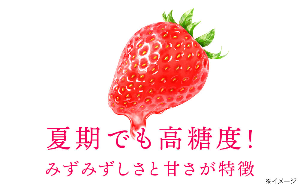 【2024年7月以降発送】フルーツ 果物 いちご 高設栽培 冷凍 紅カムイ 2kg お菓子作り 希少 苺 イチゴ