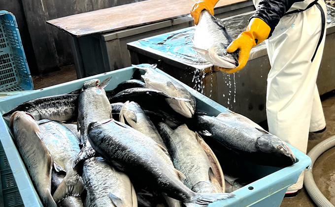 北隆丸 塩めじか鮭切身5切 オホーツク枝幸産【 鮭 サケ サーモン 切り身 干物 魚貝類 魚介類 漬け 漬魚 塩漬け 加工食品 北海道 オホーツク 枝幸 】