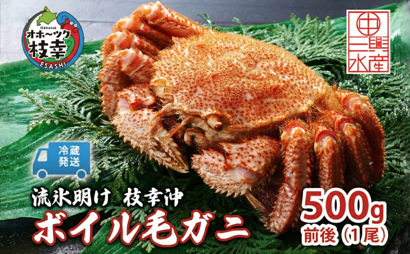 〈冷蔵発送〉流氷明け 枝幸沖 ボイル毛ガニ 500g前後×1尾 先行予約【2026年3月頃発送予定】旬の味覚［丸中三興水産］オホーツク枝幸 前浜【 蟹 魚介 北海道 枝幸 】