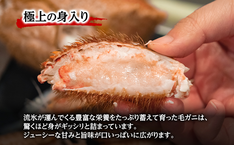 【枝幸毛ガニ】冷凍ボイル毛がに 約670g×2尾 流氷明け 身入り抜群［壽綜合商事］【 カニ 蟹 毛ガニ 毛がに 毛蟹 かにみそ 蟹味噌 ボイル 茹で 冷凍 北海道 オホーツク 枝幸 】