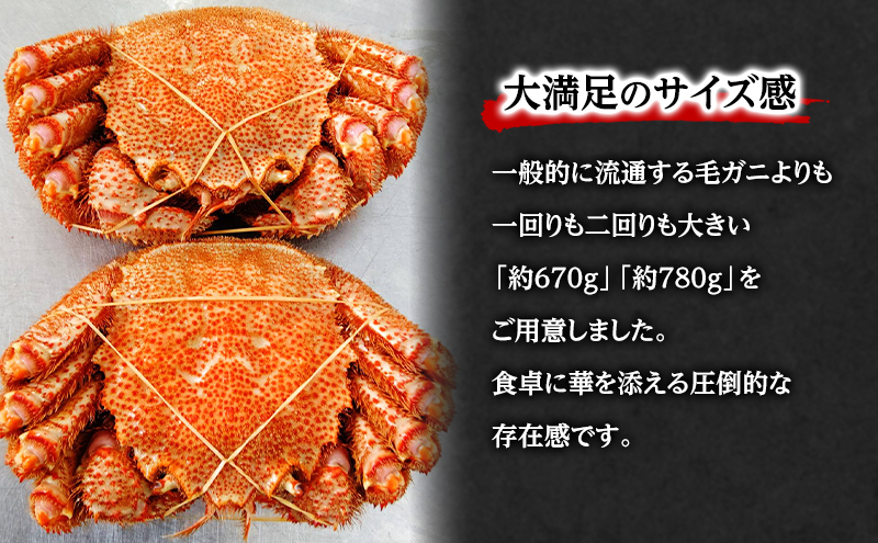 【枝幸毛ガニ】冷凍ボイル毛がに 約780g×1尾 流氷明け 身入り抜群［壽綜合商事］【 カニ 蟹 毛ガニ 毛がに 毛蟹 かにみそ 蟹味噌 ボイル 茹で 冷凍 北海道 オホーツク 枝幸 】