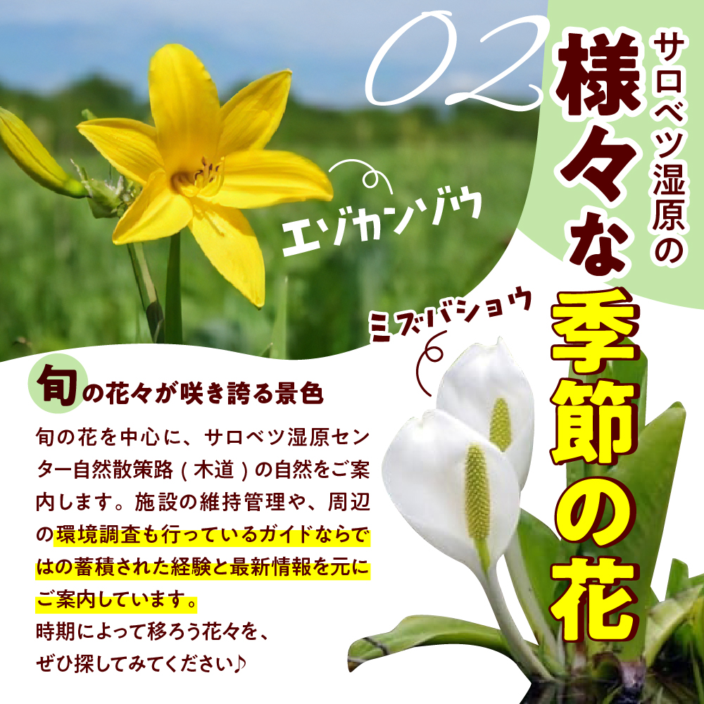 サロベツ湿原体験！木道自然ガイド 1名様【5〜9月】