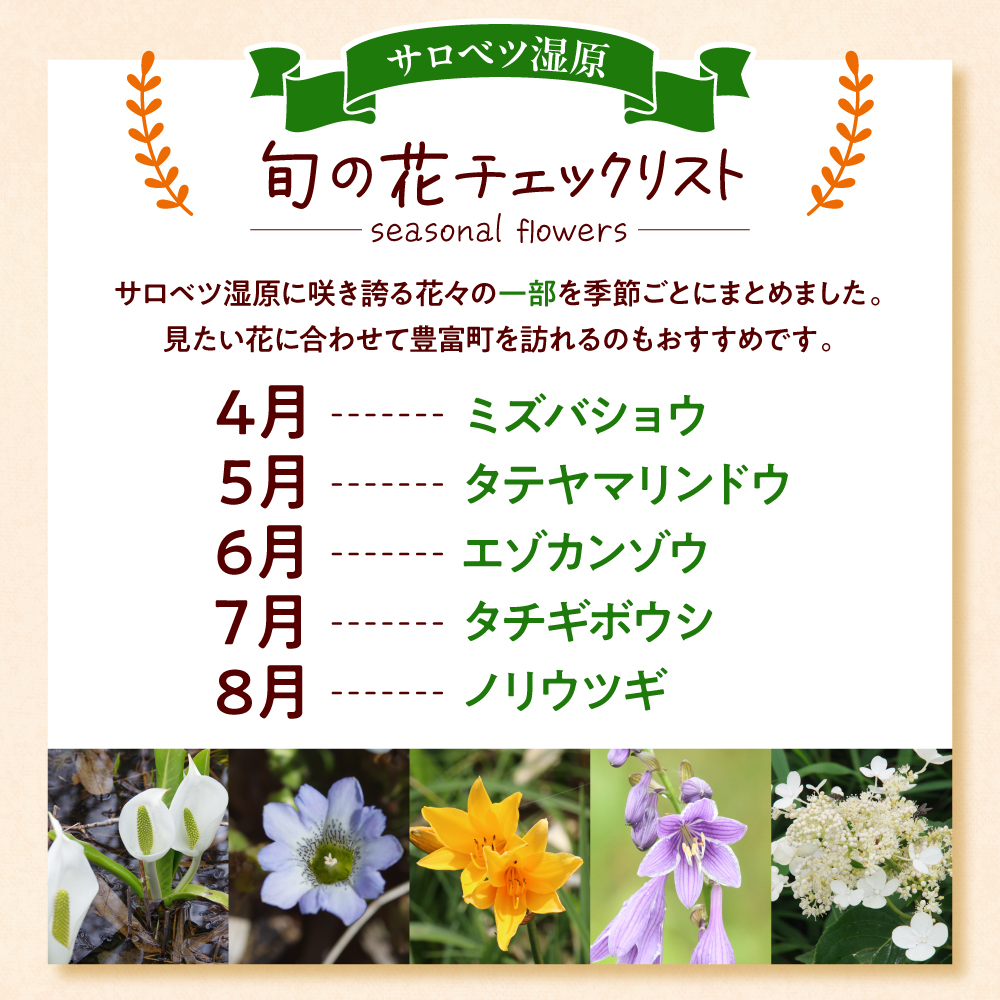 サロベツ湿原体験！木道自然ガイド 1名様【5〜9月】