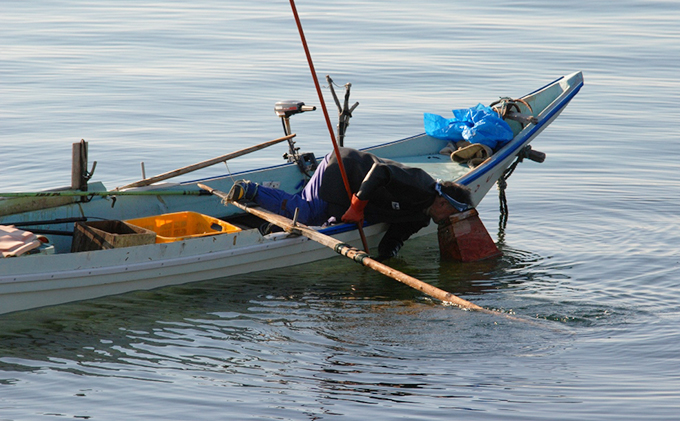 先行予約 北海道礼文島産 ウニの甘塩一夜漬け食べ比べセット（蝦夷ばふんうに・むらさきうに各1本）