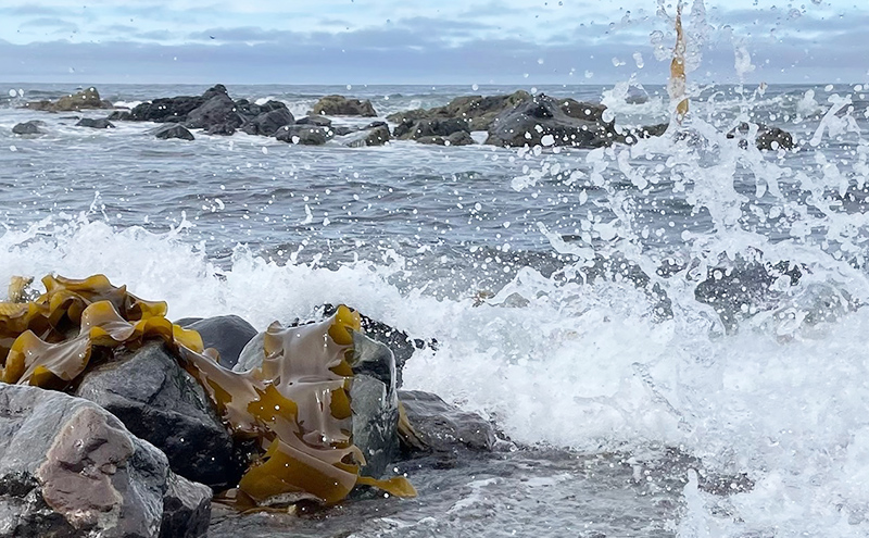北海道 礼文島産 漁師直送 天然 棹前昆布 100g×3パック［道場水産］【 昆布 棹前昆布 さおまえ 煮昆布 食べる昆布 天然 利尻昆布 海藻 和食 煮物 惣菜 旨味 】