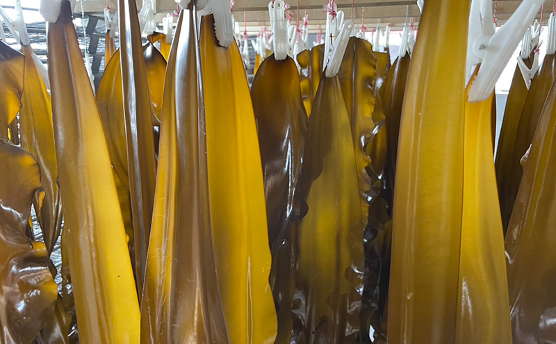 北海道 礼文島産 漁師直送 天然 棹前昆布 100g×3パック［道場水産］【 昆布 棹前昆布 さおまえ 煮昆布 食べる昆布 天然 利尻昆布 海藻 和食 煮物 惣菜 旨味 】