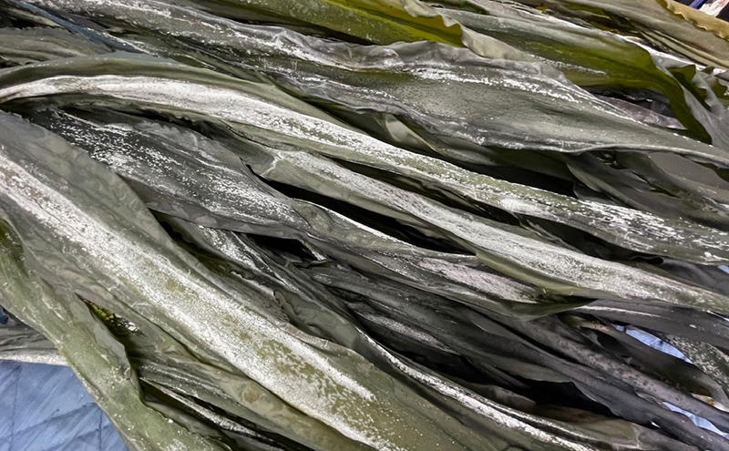 北海道 礼文島産 漁師直送 天然 棹前昆布 100g×3パック［道場水産］【 昆布 棹前昆布 さおまえ 煮昆布 食べる昆布 天然 利尻昆布 海藻 和食 煮物 惣菜 旨味 】