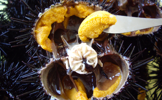 ã瀌æå³¶ãªãã³ãããžã§ã¯ããåæµ·é 瀌æå³¶ç£ æ°é®®çãã« ( ãã¿ã ã©ãµããŠã ) 40gÃ2å ãŠã é²äž¹ éè²é¡ 80g