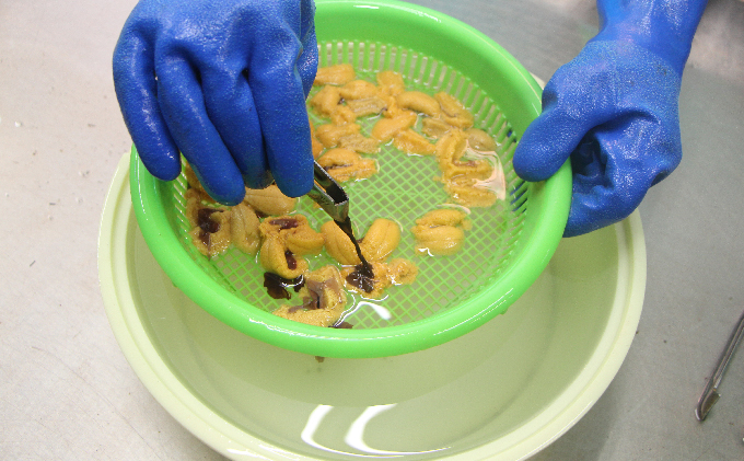 ã瀌æå³¶ãªãã³ãããžã§ã¯ããåæµ·é 瀌æå³¶ç£ æ°é®®çãã« ( ãã¿ã ã©ãµããŠã ) 40gÃ2å ãŠã é²äž¹ éè²é¡ 80g