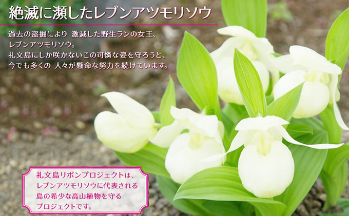 【礼文島リボンプロジェクト】北海道 礼文島産根昆布使用 根昆布だし500ml×3本 昆布 こんぶ コンブ 出汁 だし 煮物 和食 煮物