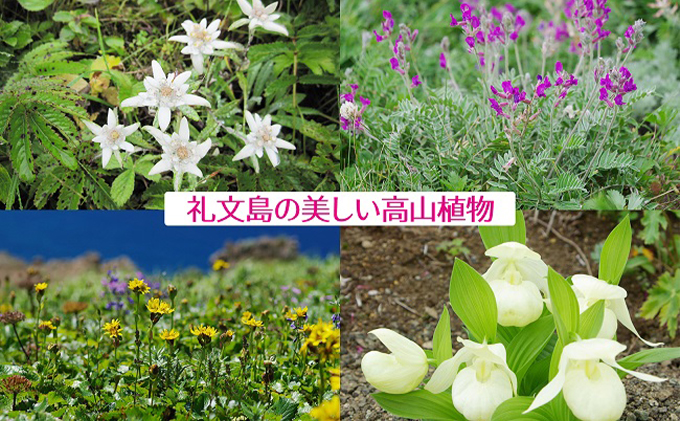 【礼文島リボンプロジェクト】北海道 礼文島産根昆布使用 根昆布だし500ml×3本 昆布 こんぶ コンブ 出汁 だし 煮物 和食 煮物