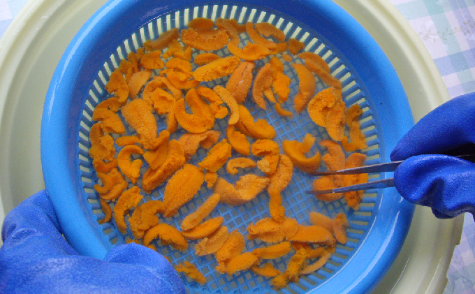 先行予約 北海道 礼文島産 新鮮生うに（ エゾバフンウニ）40g×4個 ウニ 雲丹 魚貝類 160g