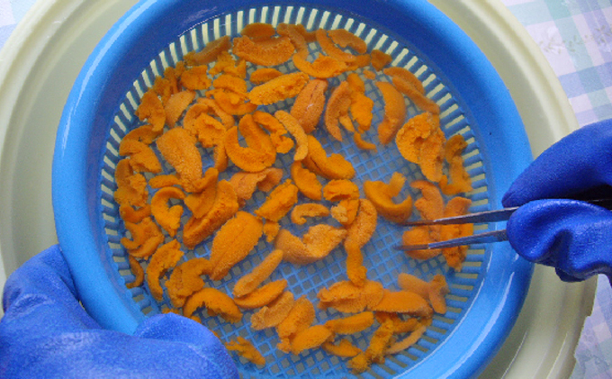 北海道 礼文島産 ミョウバン不使用 塩水ウニ エゾバフンウニ 100g×5パック［野崎水産］【 うに ウニ 雲丹 生うに 塩水うに バフンウニ 素材本来の味 海鮮 うに丼 濃厚 甘み 産地直送 】