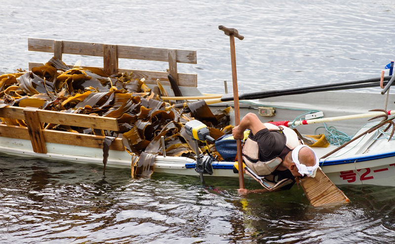 定期便 6ヵ月 北海道 礼文島産 天然 利尻だし昆布 170g×1袋　利尻昆布 昆布 こんぶ コンブ 出汁 だし だし昆布 礼文町