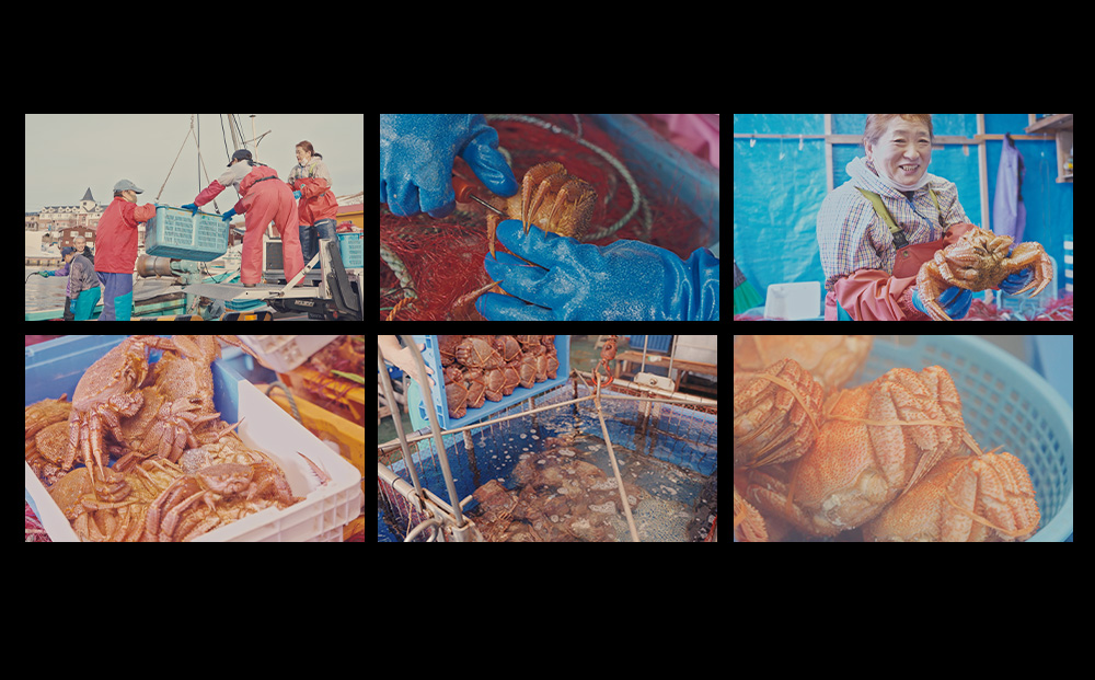 北海道 利尻・宗谷産 毛ガニ 特大サイズ（900g前後） 1尾＜利尻漁業協同組合＞