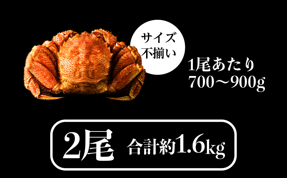 【2026年発送予約】チルドでお届け！ 浜茹で毛ガニ特大２尾（不揃い合計約1.6kg） 〈福士水産〉