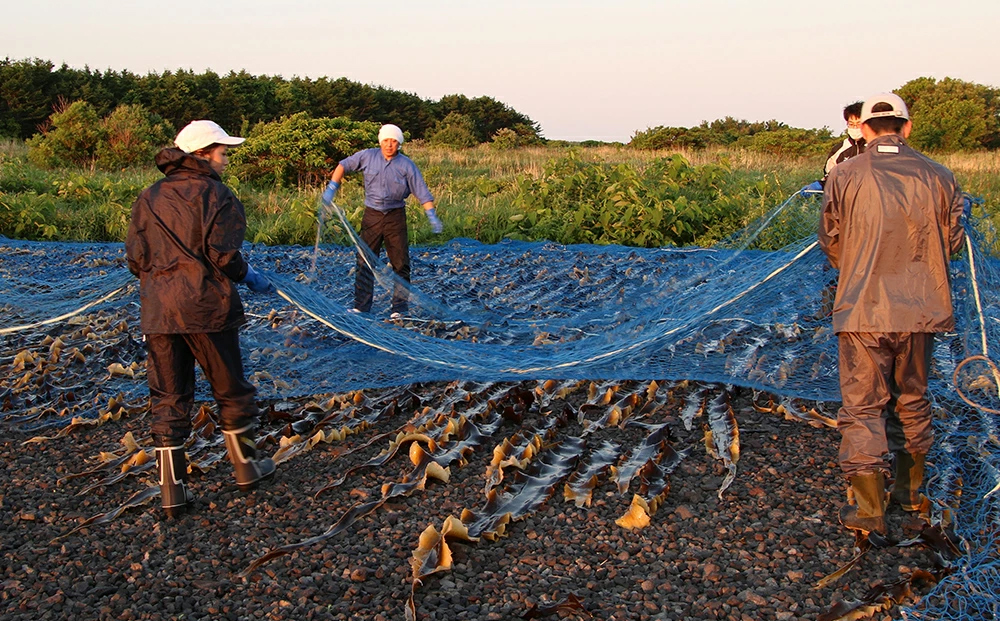利尻昆布「カット昆布10セット」お届け！《昆布屋神兵衛》