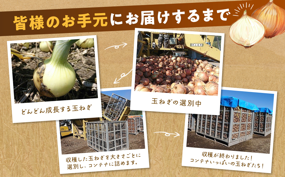 【先行受付】R8年産 特別栽培玉ねぎ 20kg |  玉ねぎ たまねぎ タマネギ 玉葱 大容量 オニオン 甘い 減農薬 特別栽培 国産 カレー ハンバーグ 煮込み 炒め物 北海道 津別町 送料無料.