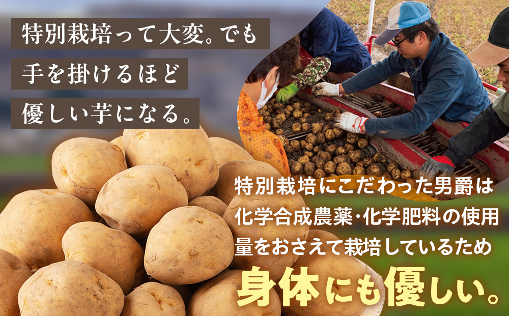 R8年産先行受付 じゃがいも 10kg 特別栽培（男爵） | ジャガイモ 芋 男爵 馬鈴薯 大容量 新鮮 野菜 煮物 カレー シチュー ポテト 保存 特産 産地直送 北海道 津別町 送料無料