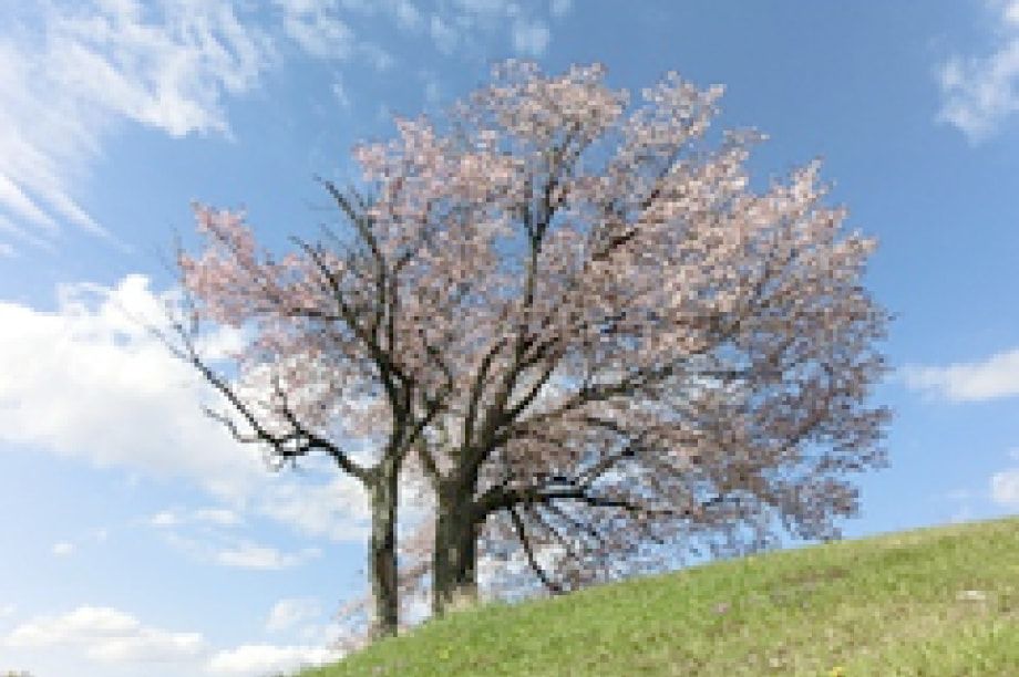 ふるさとの自然環境の保全に関する事業