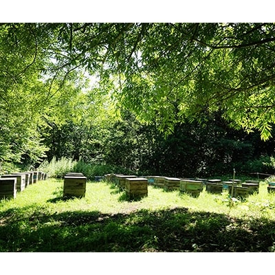 北海道産天然はちみつ　菩提樹　1kg【配送不可地域：離島・沖縄県】【1056690】