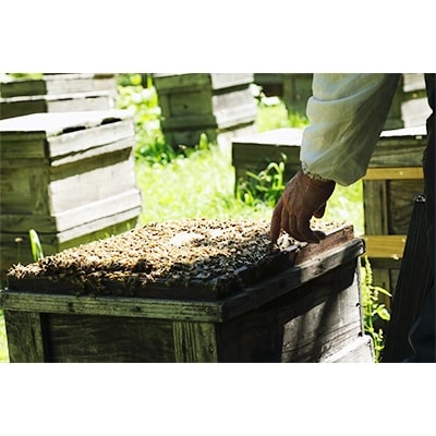 åæµ·éç£å€©ç¶ã¯ã¡ã¿ã€ãã¢ã«ã·ã¢ã600gãé
éäžå¯å°åïŒé¢å³¶ã»æ²çžçãã1056688ã