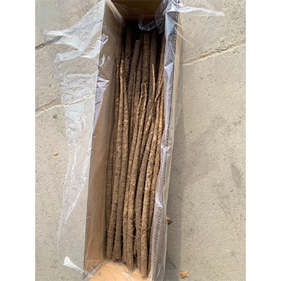 佐藤農場のごぼう＜10kg＞【配送不可地域：離島・沖縄県】【1098782】