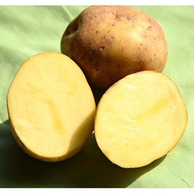 【先行受付　9月中旬以降発送】佐藤農場のじゃがいも「とうや」10kg【配送不可地域：離島・沖縄県】【1414643】