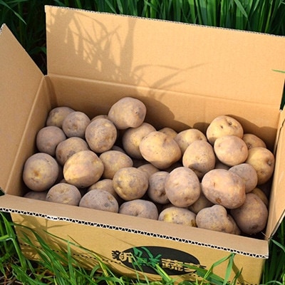 【先行受付　9月中旬以降発送】佐藤農場のじゃがいも「とうや」10kg【配送不可地域：離島・沖縄県】【1414643】