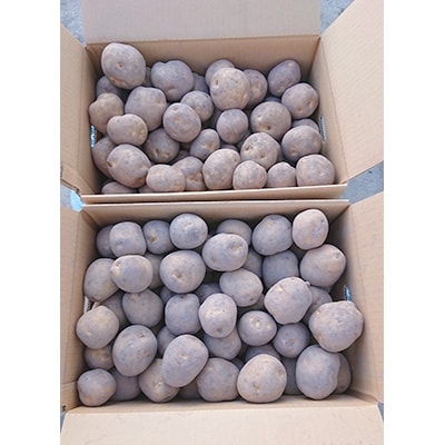 【先行受付　9月中旬以降発送】佐藤農場のじゃがいも「男爵」20kg【配送不可地域：離島・沖縄県】【1097715】