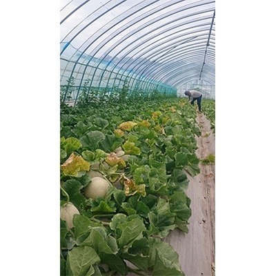 【2026年7月中旬以降発送】北海道　くんねっぷメロン2玉 【配送不可地域：離島・沖縄県】【1076857】