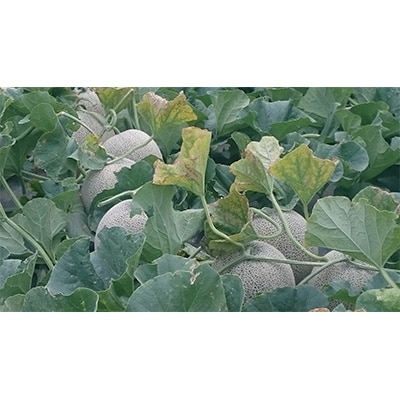 ã2026幎7æäžæ¬ä»¥éçºéãåæµ·éããããã£ã·ã¡ãã³5ç ãé
éäžå¯å°åïŒé¢å³¶ã»æ²çžçãã1112607ã