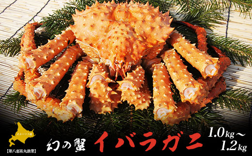 オホーツク産 幻の蟹 イバラガニ 1.0〜1.2kg SRMN012