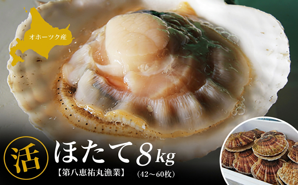 オホーツク産 『活』 ほたて 8kg（42枚〜60枚） SRMN032