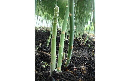 2026年夏アスパラ2kg ( ふるさと納税 アスパラガス グリーンアスパラ 野菜 健康食材 天ぷら 炒め物 パスタ サラダ 大容量 北海道 遠軽町 えんゆう農業協同組合 ) en01-00007