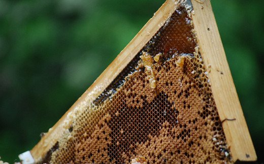 国産天然 しんかいアカシア蜂蜜（1200g）