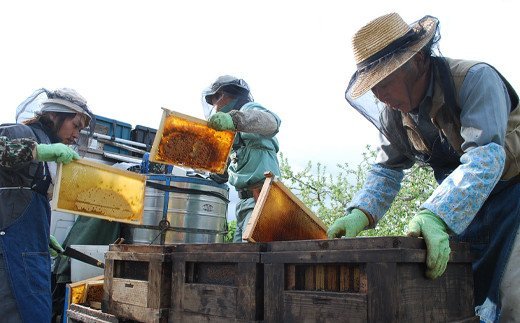 国産天然 しんかい蜂蜜（280g×3本）