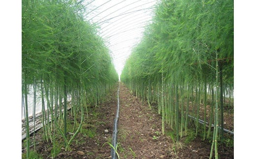 2026幎å€ã¢ã¹ãã©600g ( ãµãããšçŽçš ã¢ã¹ãã©ã¬ã¹ ã°ãªãŒã³ã¢ã¹ãã© éè å¥åº·é£æ 倩ã·ã çãç© ãã¹ã¿ ãµã©ã 倧容é åæµ·é é è»œçº ãããã蟲æ¥ååçµå ) en01-00005