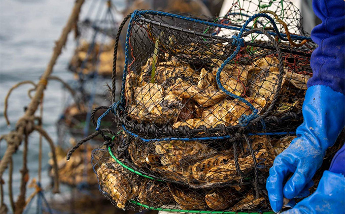 蜈郁。御コ育エ 蛹玲オキ驕 繧ェ繝帙シ繝繧ッ 繧オ繝ュ繝樊ケ也肇 谿サ莉倥″ 繧ォ繧ュ 逕滄」溷庄 3.5kg 迚。陟」閨キ莠コ蜴ウ驕ク 迚。陟」 蝗ス逕」 雋昜サ倥″ 鬲夊イ晞。 逕溽横陟」 繝弱Ο繧ヲ繧、繝ォ繧ケ讀懈渊螳滓命 豬キ縺ョ繝溘Ν繧ッ 豬キ魄ョ 豬キ縺ョ蟷ク 縺、縺セ縺ソ 譎ゥ驟 縺企偵ョ縺ゅ※