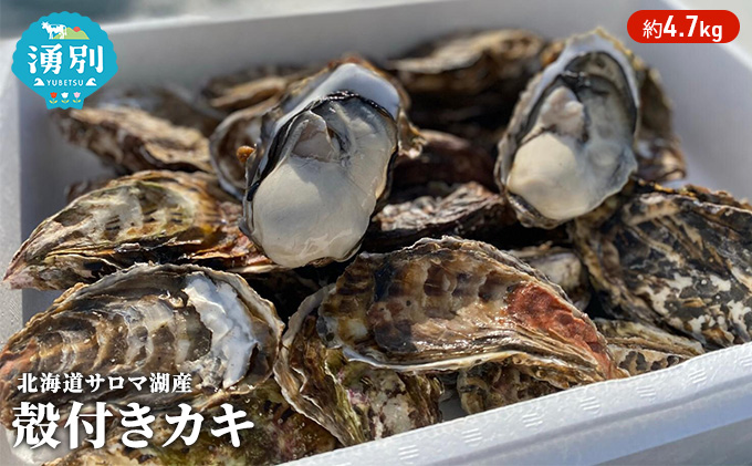 先行予約 北海道 サロマ湖産 カキ 約4.7kg 牡蠣 かき 海鮮 魚介 国産 殻付き 貝付き 生牡蠣 生食 焼き牡蠣 蒸し冷蔵 産地直送 オホーツク 魚貝類