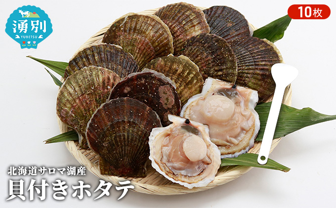 【国内消費拡大求む】先行予約 北海道 サロマ湖産　貝付き ホタテ 10枚 帆立 ほたて 刺身 海鮮 魚介 国産 殻付き 冷蔵 オホーツク 魚貝類 貝付きホタテ 魚介類