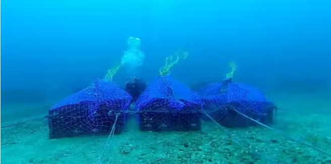 ãæ°ééå®ïŒãæ¹§å¥çºãµããæ¹æµ·æŽçææ¥æ¬é
ãæ¹§å¥ã720mlã1æ¬ãæµ·åºé
ãçæã16床ãåœç£ãåæµ·é