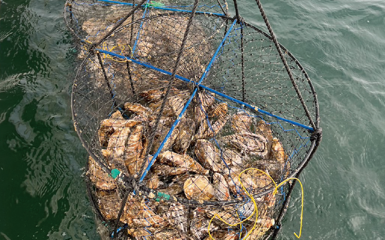 【国内消費拡大求む】北海道サロマ湖産　殻付きかき（生食用）8kg