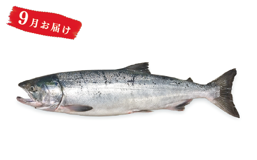 【国内消費拡大求む】北海道オホーツク湧別産　旬の魚介類　定期便Ｂ