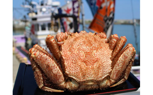 オホーツク産 大 毛ガニ 冷凍 570ｇ かに 蟹ミソ かにみそ 焼きがに かに鍋 北海道 ふるさと納税 雄武 雄武町【1240201】