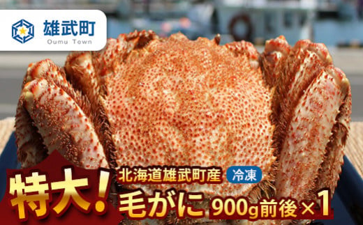 オホーツク産 オホーツク 毛がに 毛ガニ 毛蟹 蟹 カニ 900g 1尾 かに かにみそ カニみそ かに味噌 濃厚 北海道オホーツク産 海産物 海産 海鮮 魚介 魚貝 魚介類 冷凍 ふるさと納税 北海道 雄武町 雄武【1231603】