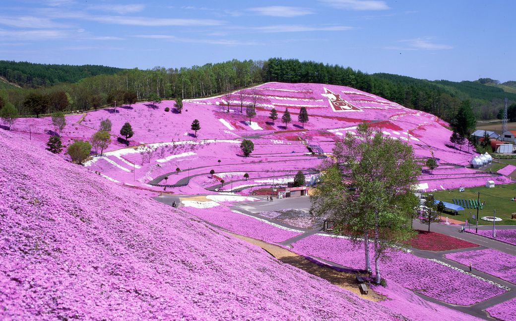【北海道大空町】旅行割引クーポン券60,000円分 OST005