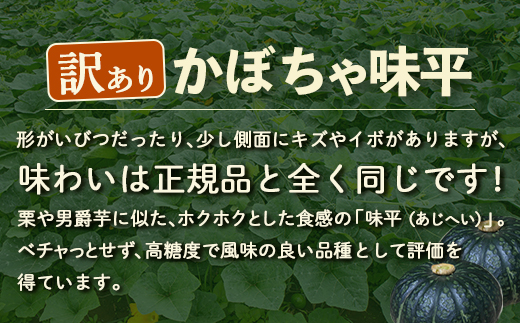 【2026年9月以降順次発送】【訳あり】北海道 豊浦産 かぼちゃ 味平 約10kg 5～7玉入り TYUH006