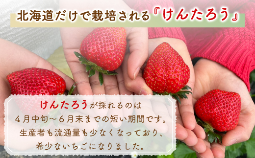 【2025.5月以降順次出荷】北海道 豊浦 いちご 加工用 小粒 けんたろう 250g×8パック 約2kg TYUW004