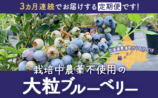 【定期便3カ月】北海道 豊浦町産 冷凍 ブルーベリー 500g 栽培期間中農薬不使用 TYUS010